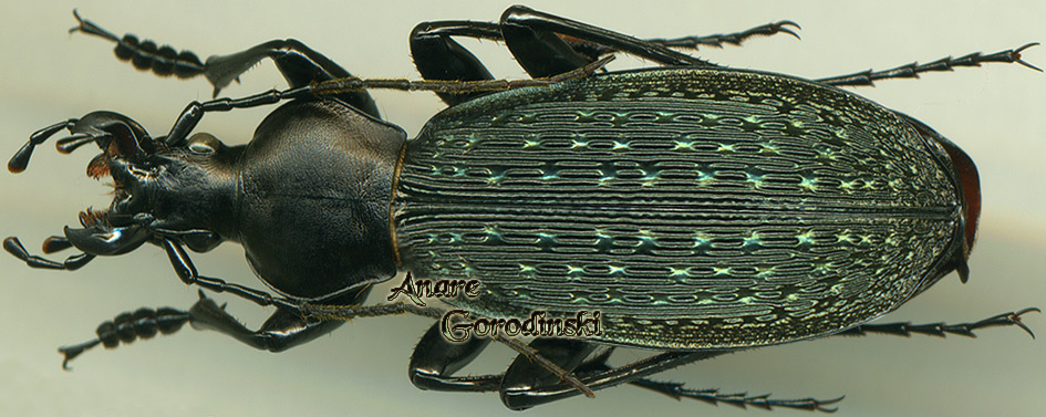 http://www.gorodinski.ru/carabus/Apotomopterus grossefoveatus pingwuensis.jpg